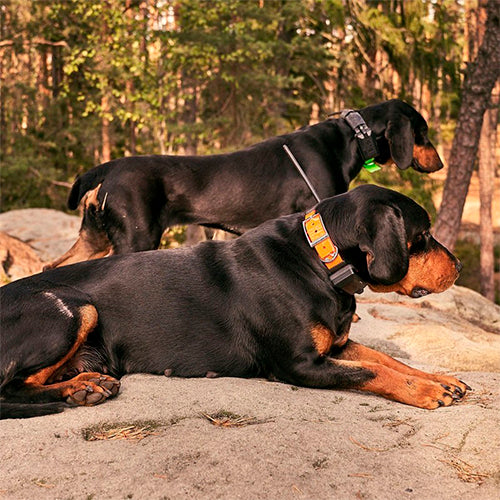 RADIO LOCALIZADOR DOGTRACE X20 + COLLAR (11)