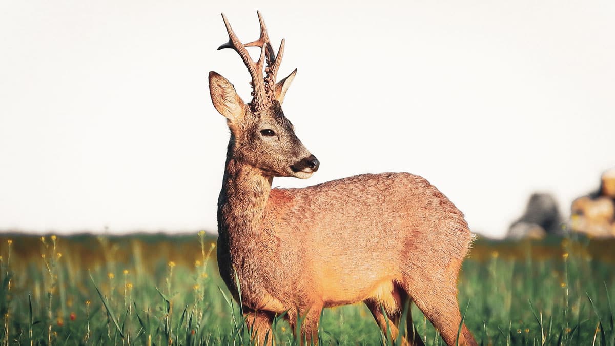 Guía completa para la caza del corzo en España – Carbin